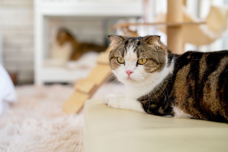kitty-kottage
